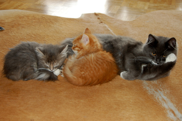 Isidor und seine kleinen Freundinnen.jpg